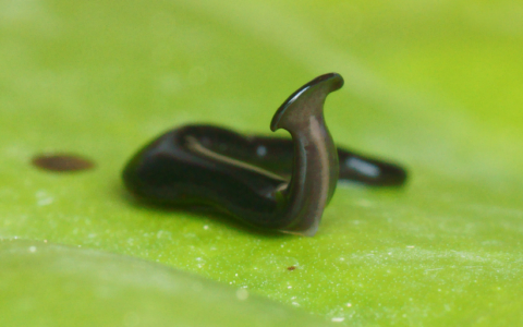 Odkryto dwa nowe gatunki płazińca