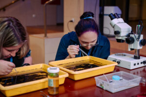 Dwie osoby przy stole laboratoryjnym pracujące nad żółtymi kuwetami wypełnionymi ciemną cieczą. Jedna osoba pośrodku ma ciemne włosy związane w kok i okulary, pochyla się nad kuwetą i trzyma pipetę. Druga osoba po lewej stronie, z jasnymi włosami, również pochyla się nad drugą kuwetą i używa pipety. Po prawej stronie stoi biały mikroskop stereoskopowy na podstawie z pokrętłami. Na stole są też plastikowe pojemniki laboratoryjne i mała butelka z żółtawym płynem.