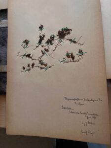 Zielnik. Pożółkła prostokątna kartka z przyklejonymi do niej ususzonymi roślinami i kaligrafowanym podpisem w prawym dolnym rogu.