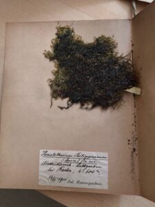 Zielnik. Pożółkła prostokątna kartka z przyklejonymi do niej ususzonymi roślinami w rodzajmu mchu i kaligrafowanym podpisem u dołu.