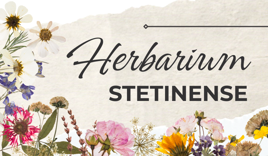 Herbarium Stetinense wraca do korzeni