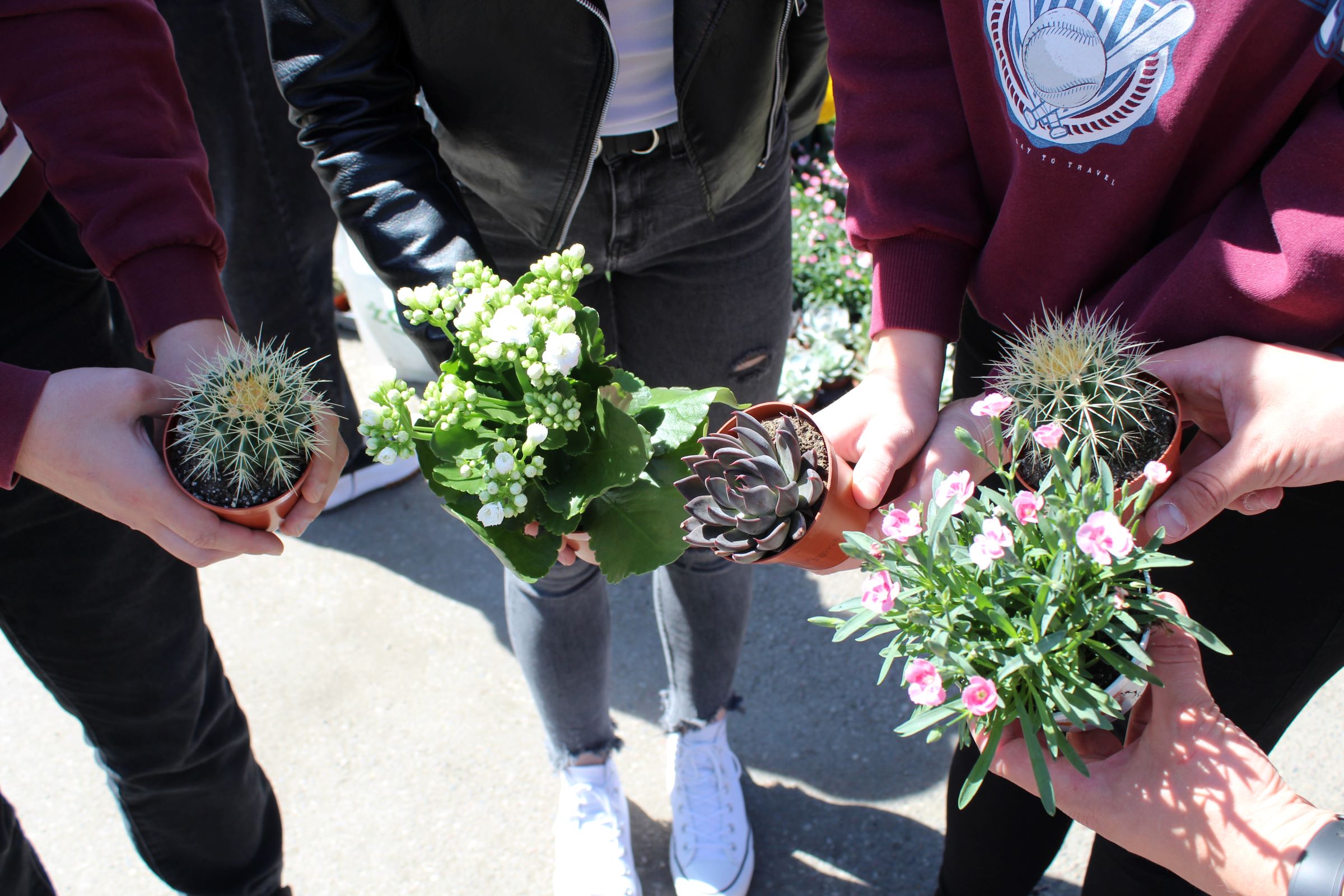Grupa osób trzymających w dłoniach małe rośliny w doniczkach na zewnątrz, w jasnym świetle dziennym. Kadr pokazuje głównie dłonie, rośliny oraz fragmenty ubrań i nóg; twarzy nie widać. Po lewej stronie znajduje się mała, okrągła doniczka z kaktusem o jasnych, gęstych kolcach. W środku kadru jest zielona roślina o grubych liściach z licznymi białymi pąkami i kwiatami. Obok niej, bardziej na prawo, w małej doniczce jest sukulent w formie rozety, w odcieniach szarozielonych z ciemniejszymi brzegami liści. Po prawej stronie widać kolejny kaktus w doniczce, również z jasnymi kolcami. Na dole po prawej jest roślina o wąskich, zielonych liściach i wielu drobnych, różowych kwiatach. Ubrania widoczne w kadrze to m.in. bordowa bluza po prawej z jasnym nadrukiem oraz czarna skórzana kurtka na środku. W tle widać fragmenty chodnika i rozmyte rośliny, sugerujące stoisko ogrodnicze lub miejsce z kwiatami.