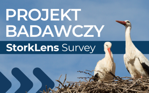 Bociany robią zdjęcia, ludzie je oceniają. Naukowiec US zaprasza do udziału w projekcie