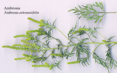 Prof. Grinn-Gofroń specjalistką w zagranicznym projekcie