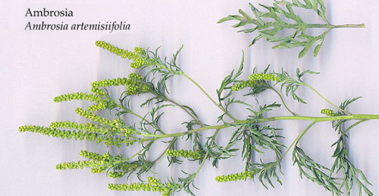 Prof. Grinn-Gofroń specjalistką w zagranicznym projekcie