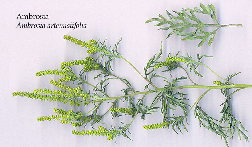 Prof. Grinn-Gofroń specjalistką w zagranicznym projekcie