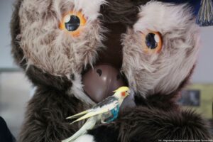 Duża pluszowa sowa w zbliżeniu, z puszystym szaro-brązowym futerkiem i bardzo dużymi, okrągłymi oczami w odcieniach pomarańczowo-żółtych z czarnymi źrenicami. Ma czarny „dziób” z tworzywa, w którym są dwa małe otwory. Na piersi sowy siedzi niewielka papuga nimfa: żółta głowa z pomarańczową plamką na policzku, szaro-białe ciało i długi jasny ogon. W prawym górnym rogu widać fragment niebieskiego elementu z żółtą frędzlą. W prawym dolnym rogu jest mały napis: „fot. Magdalena Seredyńska/Uniwersytet Szczeciński”.