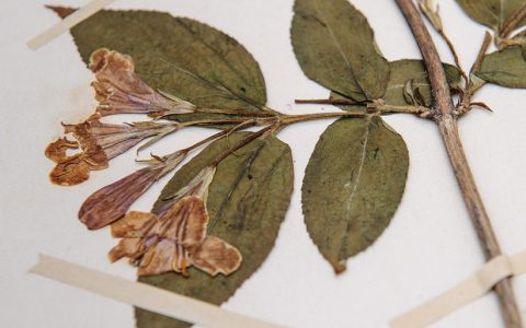 Digitalizacja zbiorów przyrodniczych Pomorza