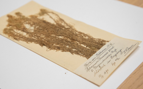 Uroczyste otwarcie Herbarium Stetinense