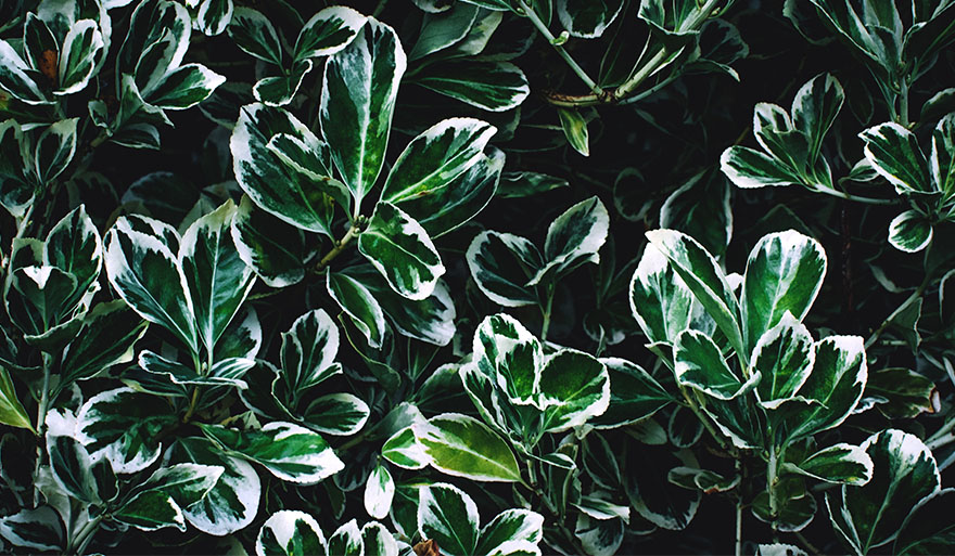 Zaproszenie na seminarium w ramach „Szczecin Alexander-von-Humboldt Seminar”