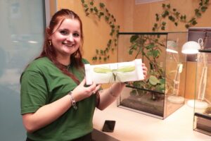 Noc Biologów 2026. Uśmiechnięta dziewczyna w zielonej koszulce (ujęcie do pasa) prezentuje okaz dużego owada. W tle po prawej akwaria z roślinami i owadami.