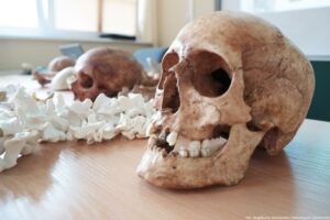 Noc Biologów 2026. Ujęcie bokiem. Czaszki leżące na stole.