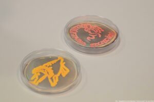 Noc Biologów 2026. Dwie szalki Petriego i wykonane na nich za pomocą preparatów wzory, m.in. Uniwersytetu Szczecińskiego.