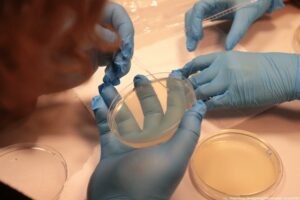 Noc Biologów 2026. Dłonie w niebieskich lateksowych rękawiczkach trzymają szalkę Petriego i wpuszczają na nią kroplę preparatu.