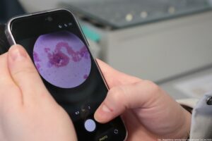 Noc Biologów 2026. Dłonie trzymające smartfon, który robi zdjęcie preparatowi pod mikroskopem.