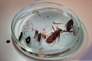 Noc Biologów 2026. Szalka Petriego, na której leżą owady.