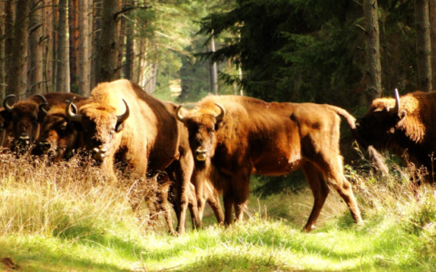 Żubry, lasy i telemetria. Nowa publikacja z udziałem INoMiŚ w „Nature Ecology & Evolution”