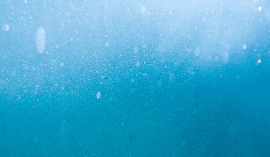Wykład: „Plankton and Climate Change”