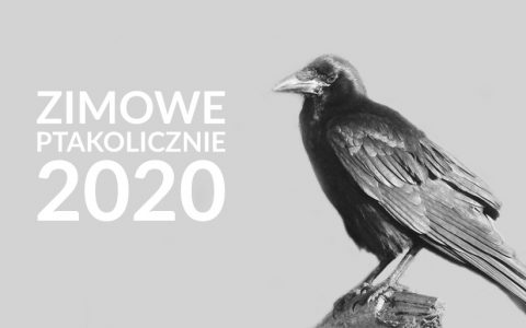 Zimowe Ptakoliczenie 2020