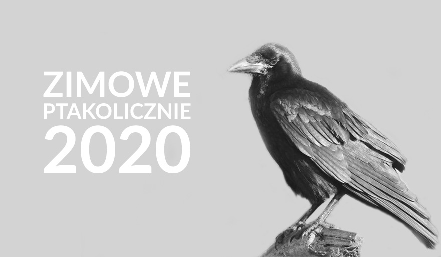 Zimowe Ptakoliczenie 2020