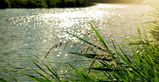 Instytut Biologii US  zaprasza na studia